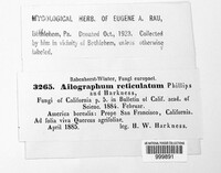 Aulographum reticulatum image